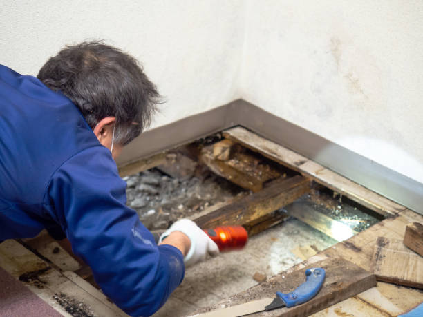 Best Mold Removal Company Near Me  in Tainter Lake, WI