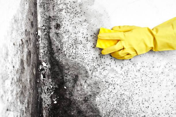 Best Mold Testing  in Tainter Lake, WI
