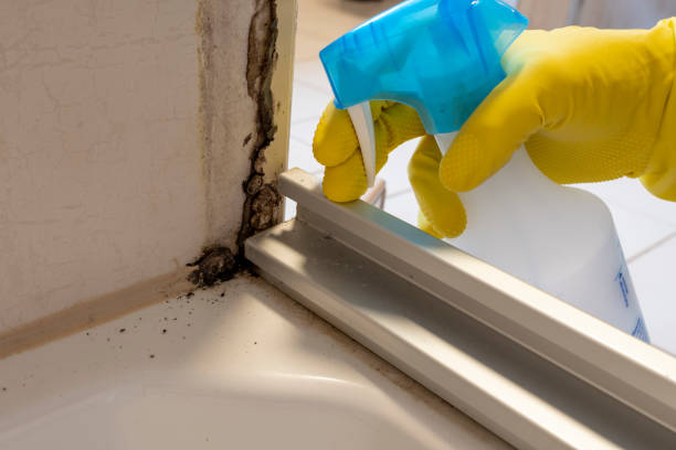 Best Certified Mold Removal  in Tainter Lake, WI