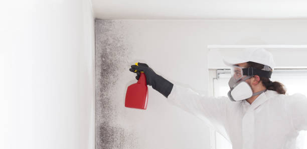 Home Mold Removal in Tainter Lake, WI