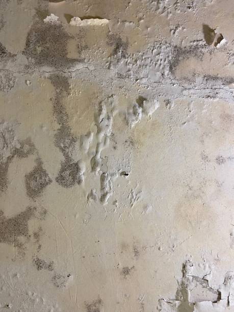 Best Local Mold Removal Service  in Tainter Lake, WI