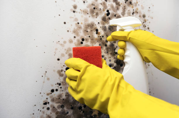 Best Fast Mold Removal  in Tainter Lake, WI
