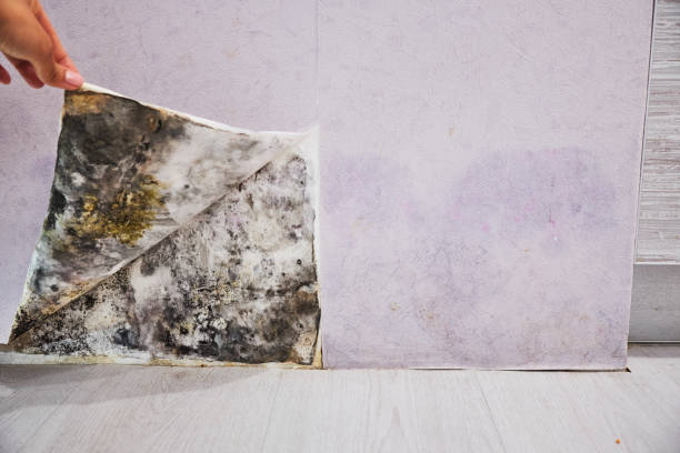 Certified Mold Removal in Tainter Lake, WI